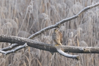 Accipiter nisus (Sparviere)